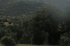 403 portada