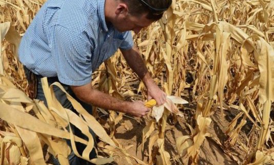 MAÍZ-EXTREMADURA-PRODUCCIÓN-CALOR-534x462