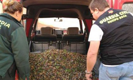DETENDIOS-ROBO-KILOS-DE-ALMENDRAS-534x462
