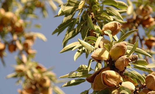 ALMENDRA-DE-CALIFORNIA-PRECIOS-534x462