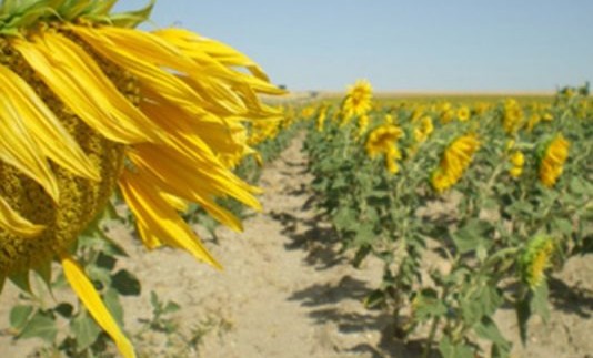 SUPERFICIE-DE-GIRASOL-534x462