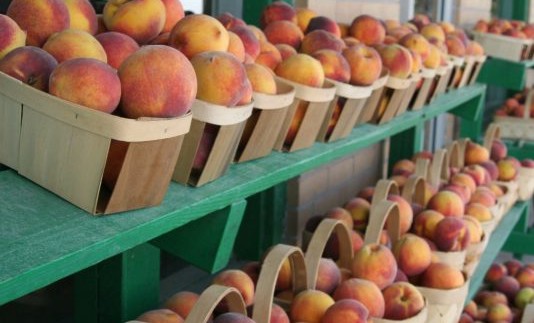 INTERPROFESIONAL-DE-LA-FRUTA-DE-HUEGO-MINISTERIO-534x462