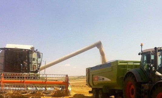 PRECIOS-CEREALES-MERCADOS-MAYORISTAS-534x462