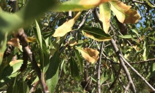 Xylella-fastidiosa_-534x462