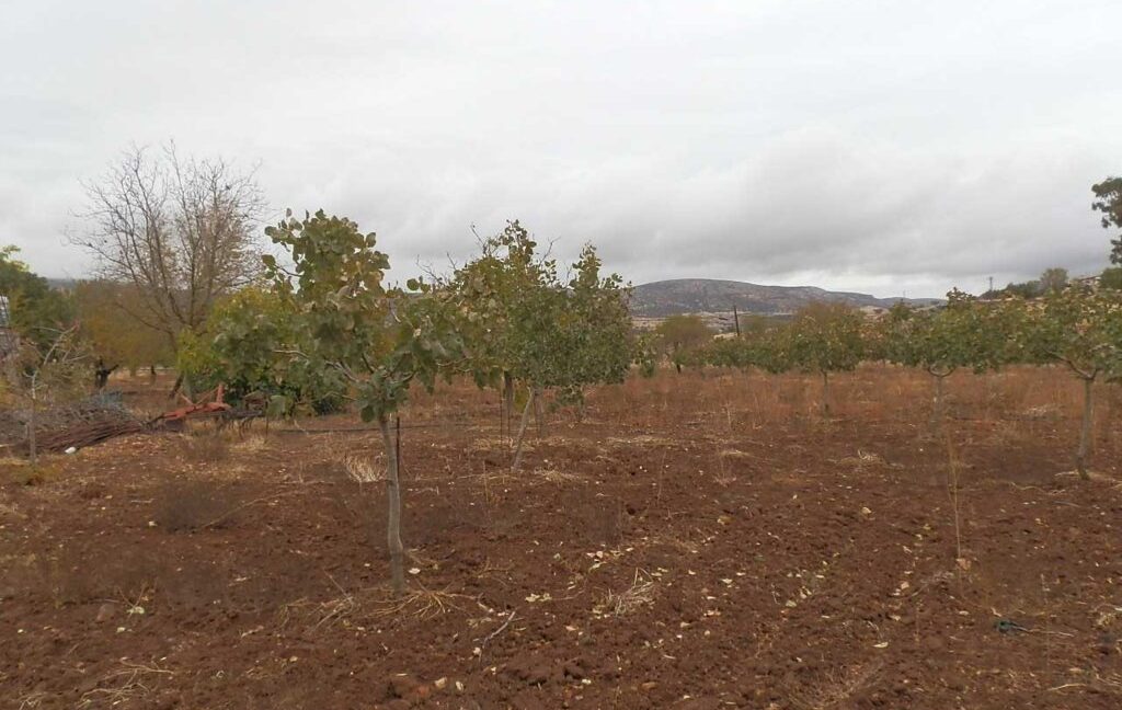 587_fincas-en-venta-04