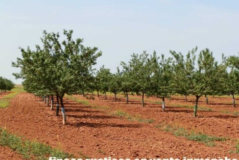 605_fincas-en-venta-0027