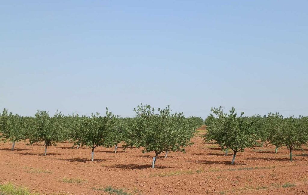 605_fincas-en-venta-0031
