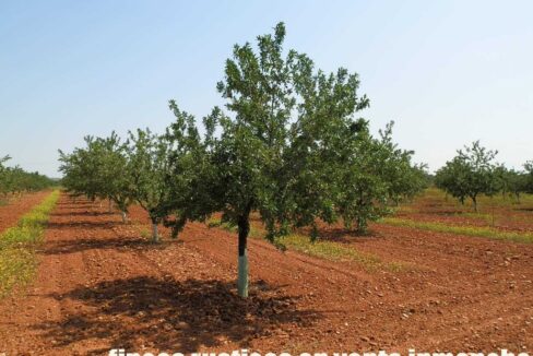 605_fincas-en-venta-0037