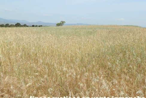 606_fincas-en-venta-0035