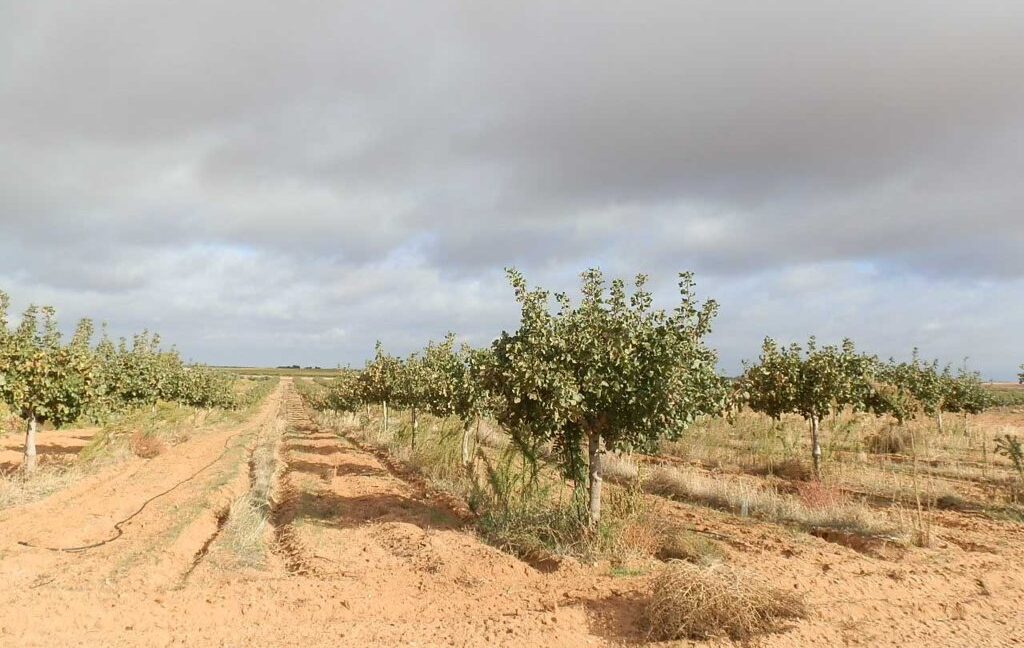 614_fincas-en-venta-11