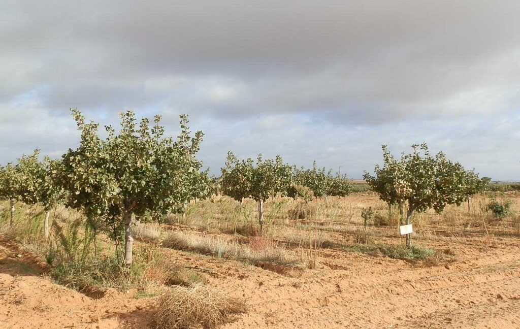 614_fincas-en-venta-12