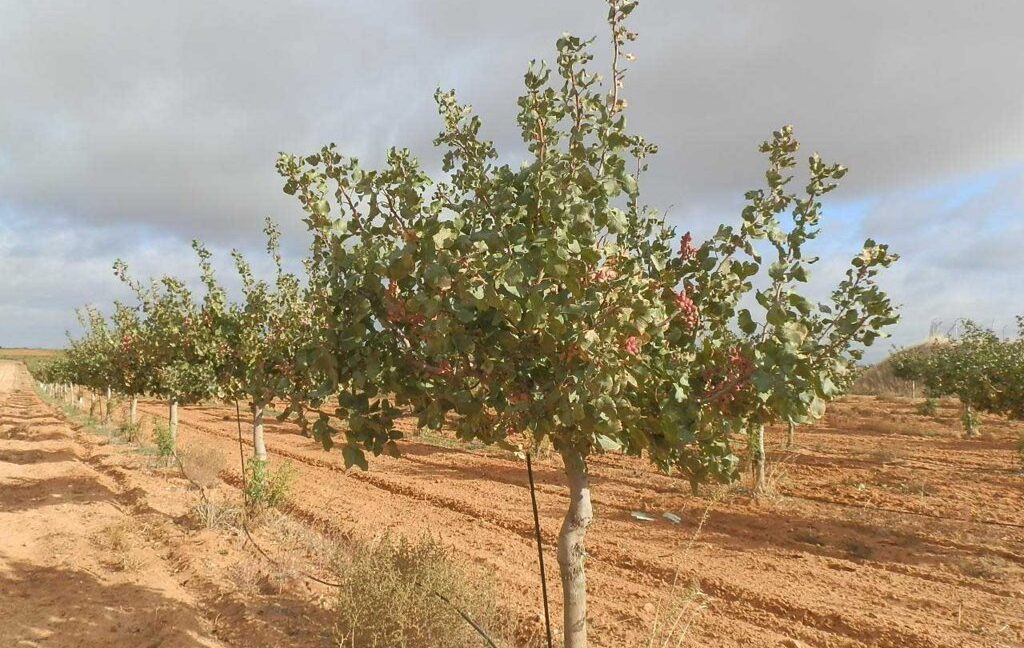 614_fincas-en-venta-19