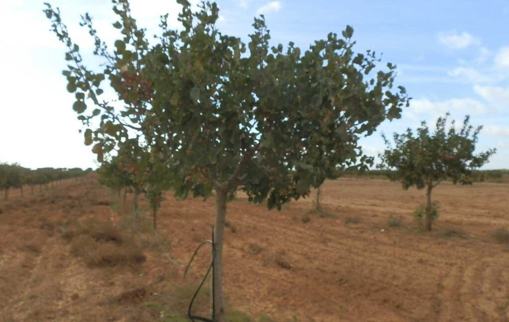 614_fincas-en-venta-34