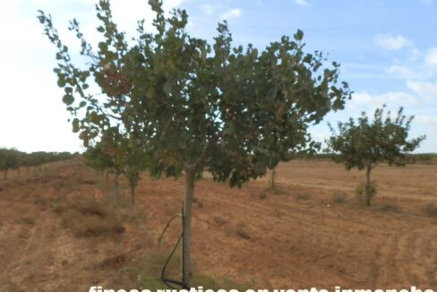 614_fincas-en-venta-34