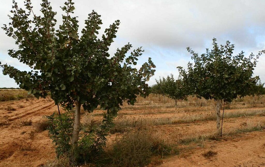 614_fincas-en-venta-41