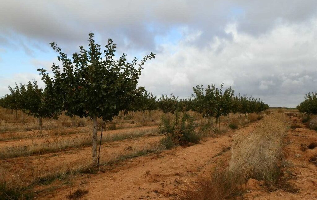 614_fincas-en-venta-42