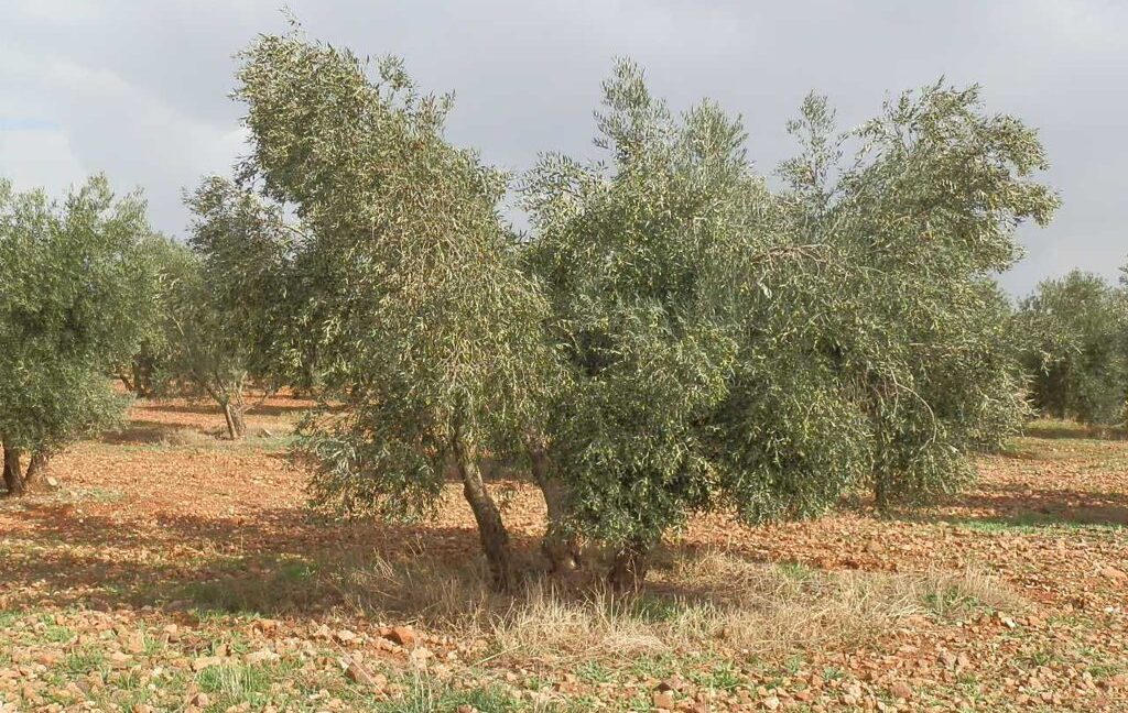 650_fincas-en-venta-13