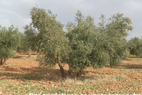 650_fincas-en-venta-13