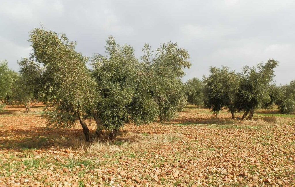 650_fincas-en-venta-14