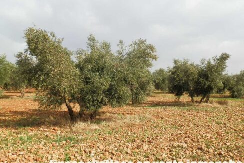 650_fincas-en-venta-14