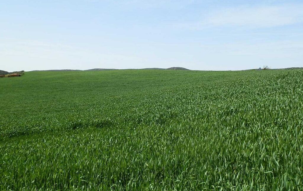 654_fincas-en-venta-32
