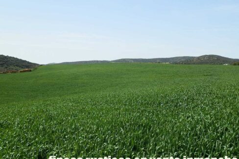 654_fincas-en-venta-37