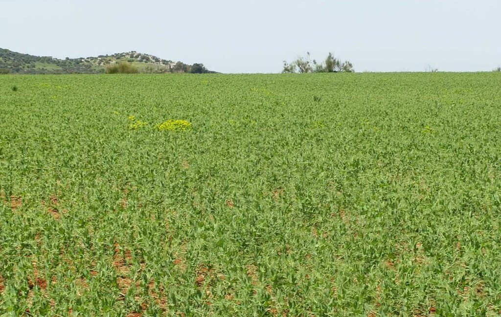 654_fincas-en-venta-41