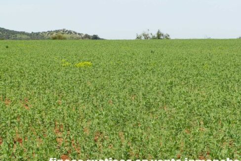 654_fincas-en-venta-41