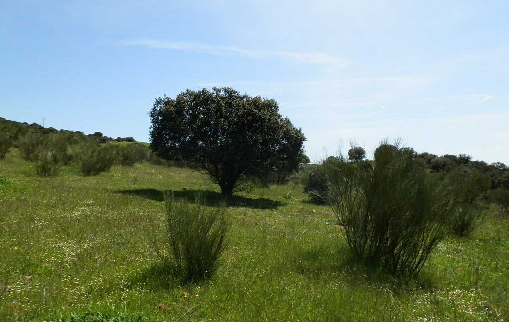 660_fincas-en-venta-0066