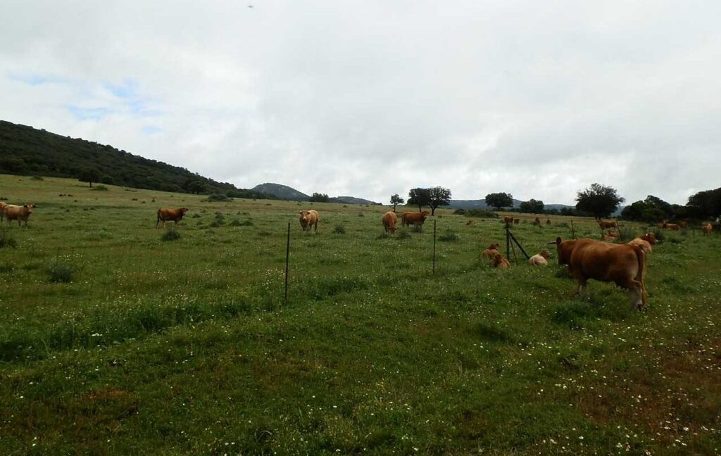663_fincas-en-venta-028