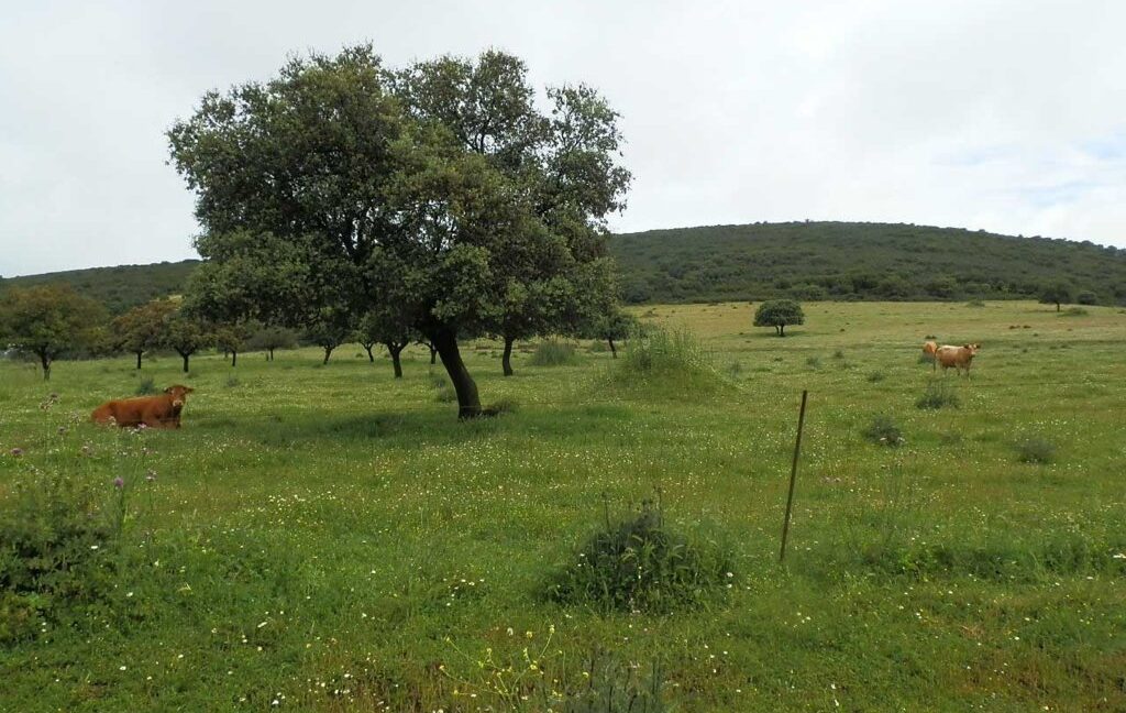 663_fincas-en-venta-029