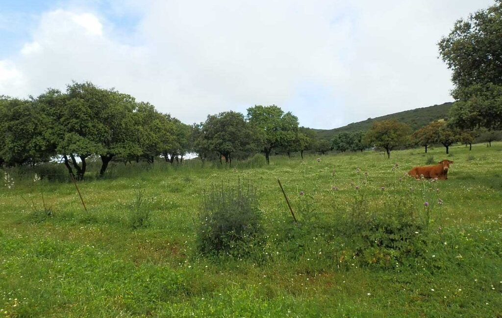 663_fincas-en-venta-030
