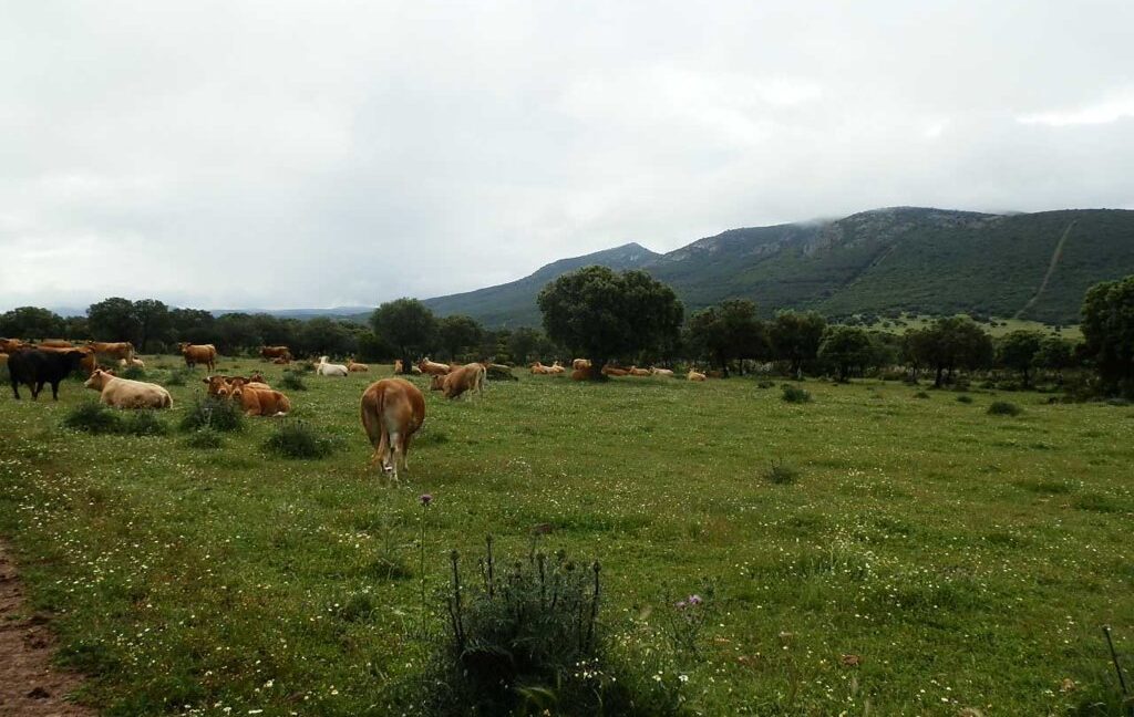 663_fincas-en-venta-031