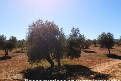 664_fincas-en-venta-001