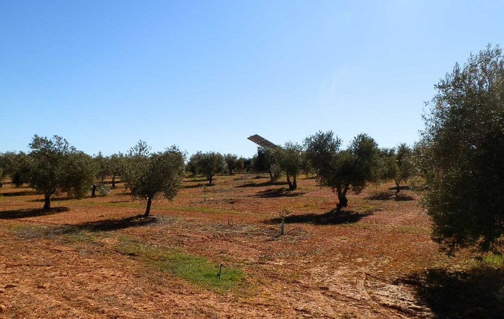 664_fincas-en-venta-002