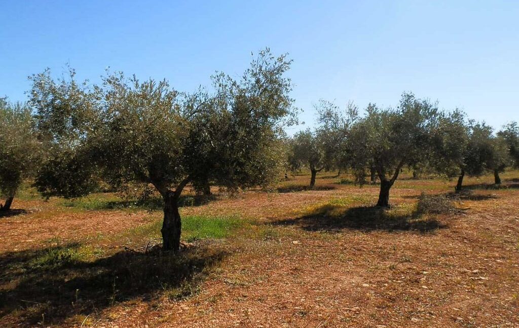 664_fincas-en-venta-006