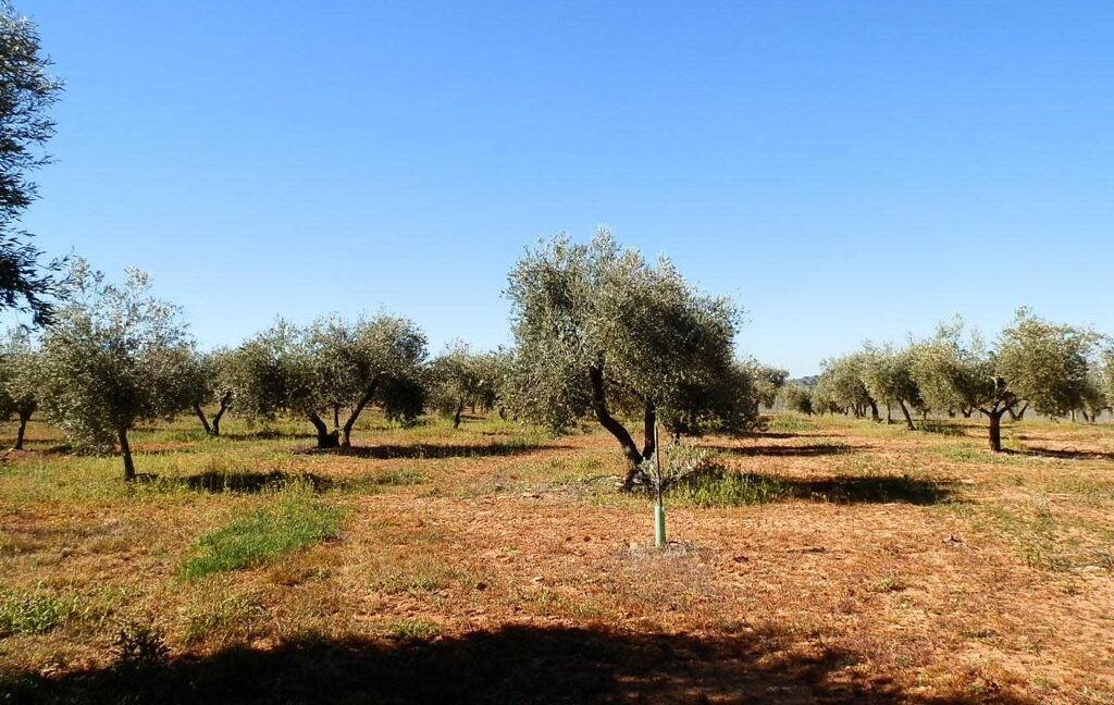 664_fincas-en-venta-009