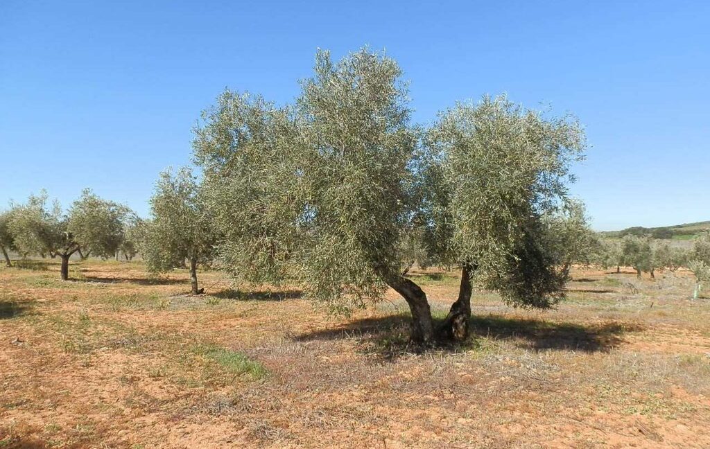 664_fincas-en-venta-010