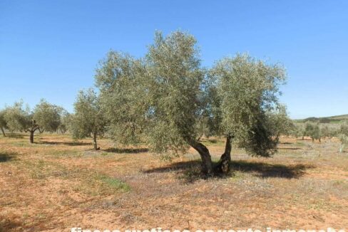664_fincas-en-venta-010
