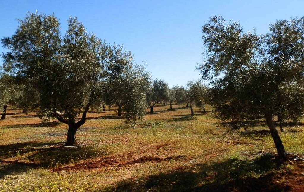 664_fincas-en-venta-022