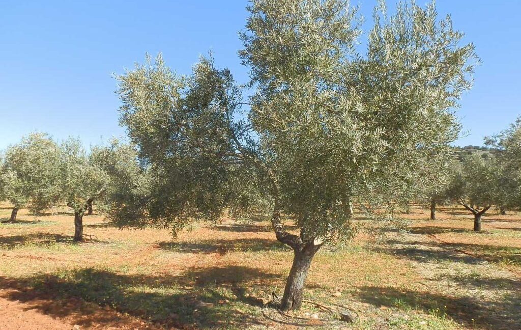 664_fincas-en-venta-023