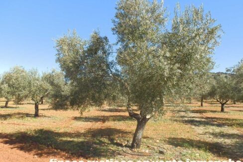 664_fincas-en-venta-023