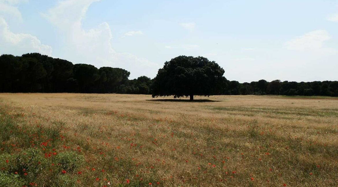 665_fincas-en-venta-033