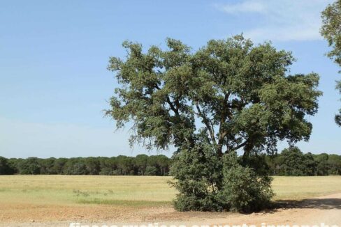 665_fincas-en-venta-052