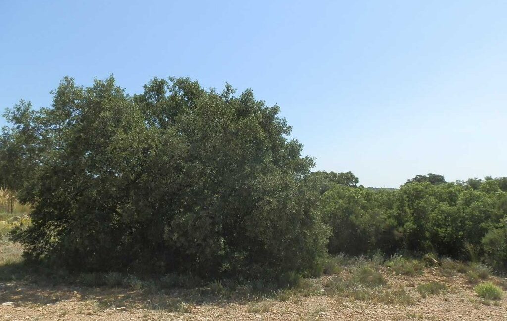 666_fincas-en-venta-027