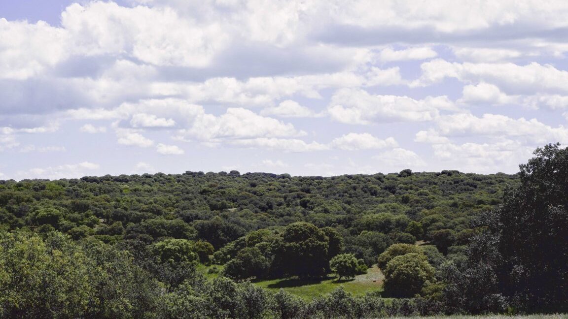 667_fincas-en-venta-22