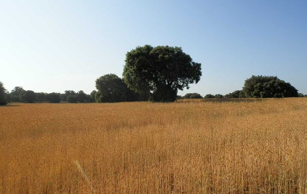 668_fincas-en-venta-019