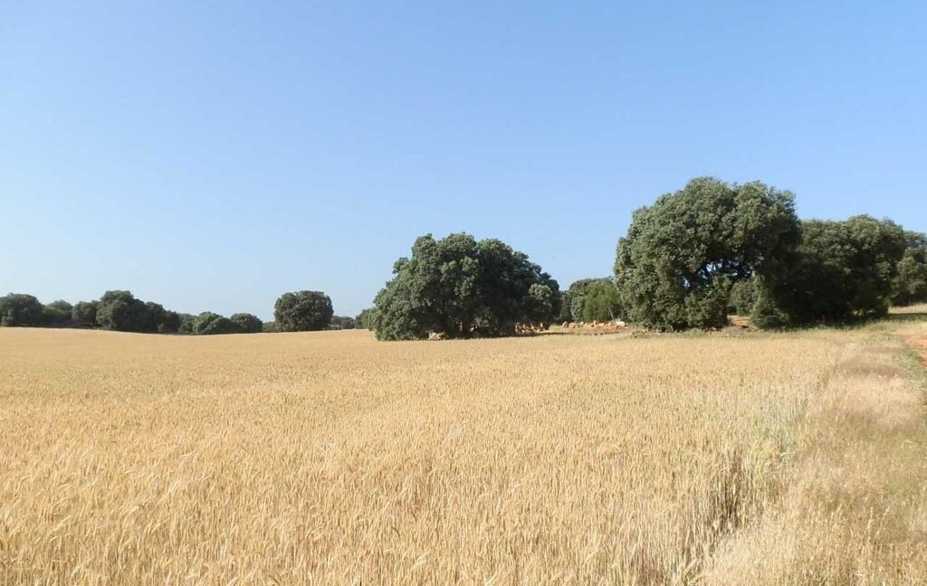 668_fincas-en-venta-025