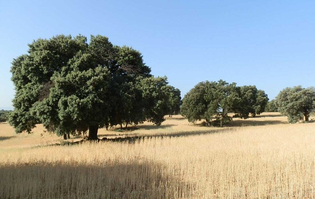 668_fincas-en-venta-033