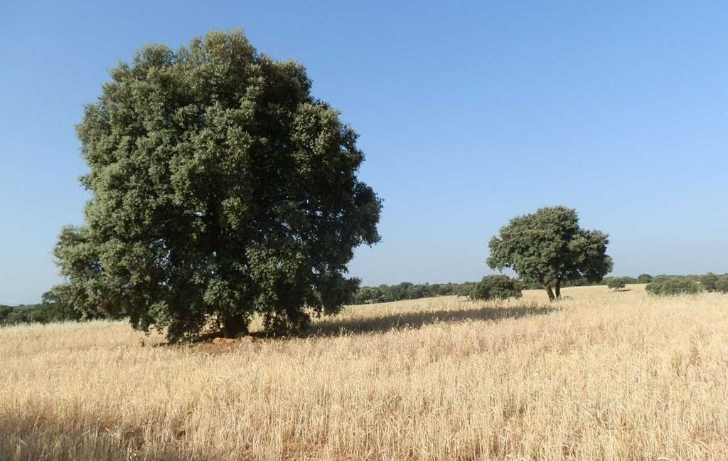 668_fincas-en-venta-035